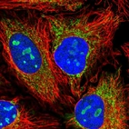 Immunofluorescent staining of human cell line HeLa shows localization to nucleoli & mitochondria.