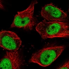 Immunofluorescent staining of human cell line U-251 MG shows localization to nucleoplasm.