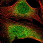 Immunofluorescent staining of human cell line U-2 OS shows localization to nucleoplasm, the Golgi apparatus & vesicles.