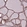 Anti-POLR2G Antibody