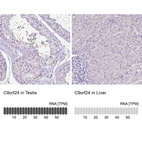 Anti-C9orf24 Antibody