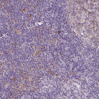Immunohistochemical staining of human Lymph node shows weak cytoplasmic positivity in germinal and non-germinal center cells.