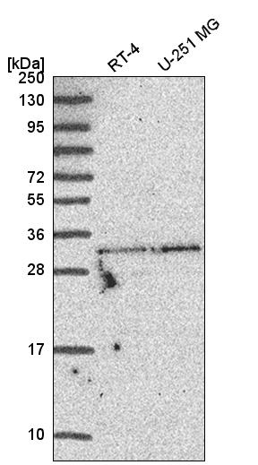 Anti-TATDN1 Antibody