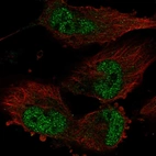 Immunofluorescent staining of human cell line U-251 MG shows localization to nucleoplasm.