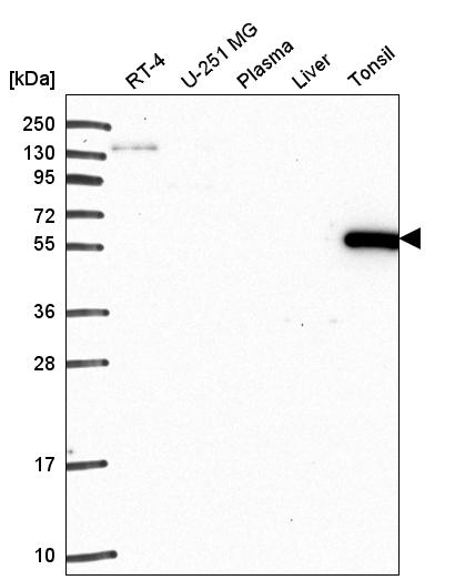 Anti-ARHGAP27 Antibody