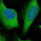 Immunofluorescent staining of human cell line U-2 OS shows localization to nucleus & cytosol.