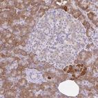 Immunohistochemical staining of human pancreas shows moderate cytoplasmic positivity in exocrine glandular cells.