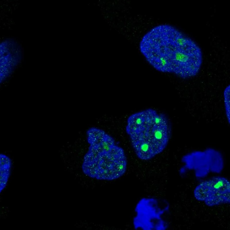 Anti-C8orf34 Antibody
