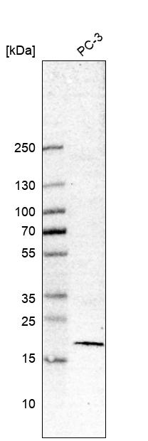 Anti-BIRC5 Antibody