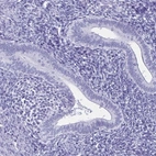 Immunohistochemical staining of human endometrium shows low expression as expected.