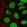 Anti-CHD7 Antibody