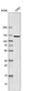 Anti-EXO1 Antibody