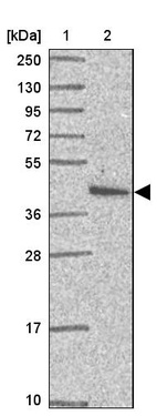 Anti-PRPF38A Antibody