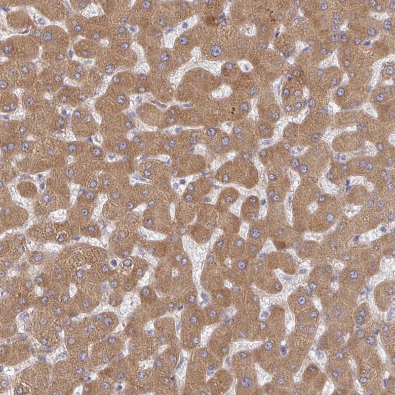 Anti-RHEBL1 Antibody