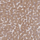 Anti-RHEBL1 Antibody