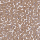 Anti-RHEBL1 Antibody