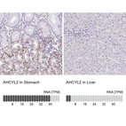 Anti-AHCYL2 Antibody