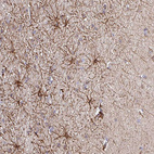 Immunohistochemical staining of human cerebral cortex shows moderate positivity in astrocytes.