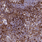 Anti-EXOSC5 Antibody