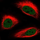 Anti-HMG20B Antibody