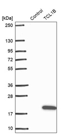 Western blot analysis in control (vector only transfected HEK293T lysate) and TCL1B over-expression lysate (Co-expressed with a C-terminal myc-DDK tag (~3.1 kDa) in mammalian HEK293T cells, LY404695).