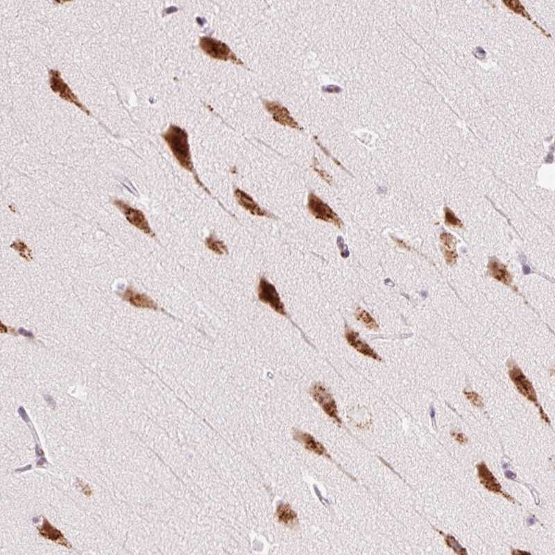 Anti-RPL41 Antibody