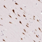 Anti-RPL41 Antibody