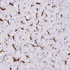 Anti-HLA-DRA Antibody