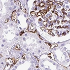 Immunohistochemical staining of human kidney using Anti-HLA-DRA antibody HPA053176.