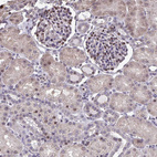 Anti-PELI2 Antibody