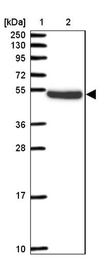 Anti-PELI2 Antibody