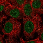 Immunofluorescent staining of human cell line CACO-2 shows localization to nucleus & nucleoli fibrillar center.