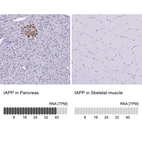 Immunohistochemistry analysis in human pancreas and skeletal muscle tissues using HPA053194 antibody. Corresponding IAPP RNA-seq data are presented for the same tissues.