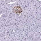 Immunohistochemical staining of human pancreas shows moderate cytoplasmic positivity in islets of Langerhans.