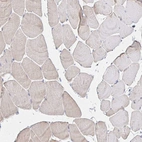 Immunohistochemical staining of human skeletal muscle shows very weak positivity in myocytes as expected.