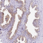 Anti-FAM177A1 Antibody