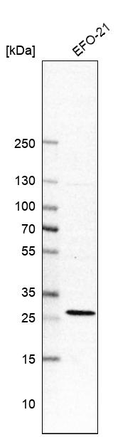 Anti-RIT1 Antibody