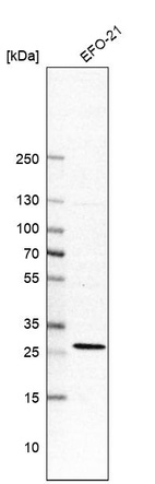 Anti-RIT1 Antibody