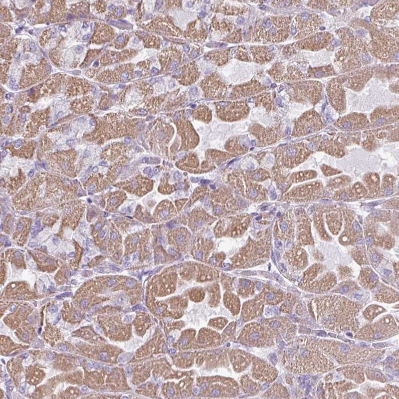 Anti-RGS16 Antibody