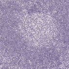 Immunohistochemical staining of human tonsil shows no positivity in lymphoid cells as expected.