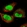 Anti-ECT2 Antibody