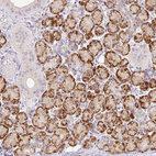 Immunohistochemical staining of human salivary gland shows strong granular cytoplasmic positivity in glandular cells.