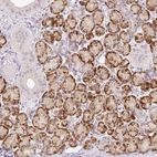 Immunohistochemical staining of human salivary gland shows strong granular cytoplasmic positivity in glandular cells.
