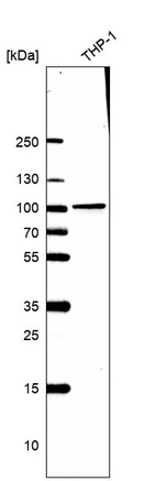 Western blot analysis in human cell line THP-1.