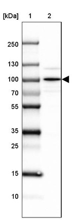 Anti-SEC63 Antibody