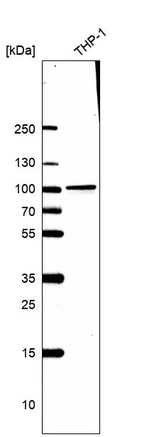 Western blot analysis in human cell line THP-1.