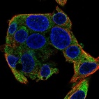 Immunofluorescent staining of human cell line Hep G2 shows localization to endoplasmic reticulum.