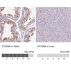 Anti-OTUD6A Antibody