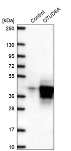 Western blot analysis in control (vector only transfected HEK293T lysate) and OTUD6A over-expression lysate (Co-expressed with a C-terminal myc-DDK tag (~3.1 kDa) in mammalian HEK293T cells, LY404097).