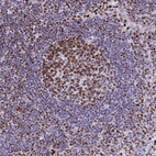 Immunohistochemical staining of human lymph node shows strong nuclear positivity in germinal center cells.